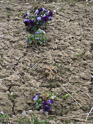 pansy unmulched